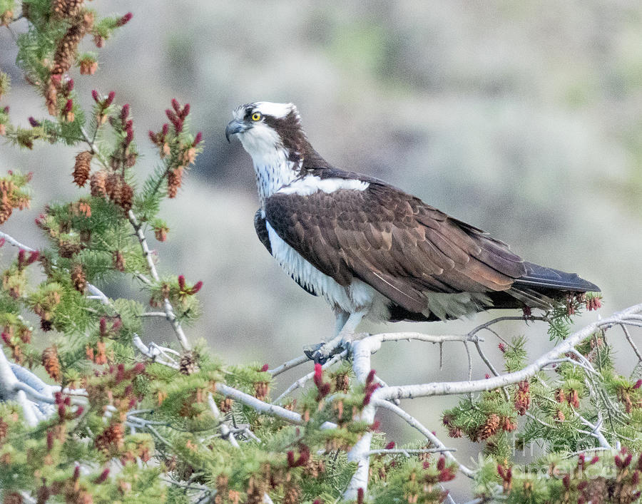 Osprey Hunting on the Salmon River Photograph by Dennis Hammer