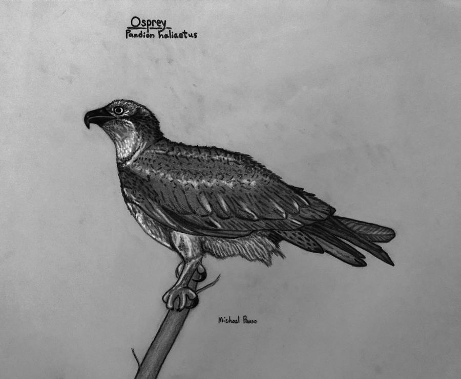 Osprey Id In Pencil Drawing