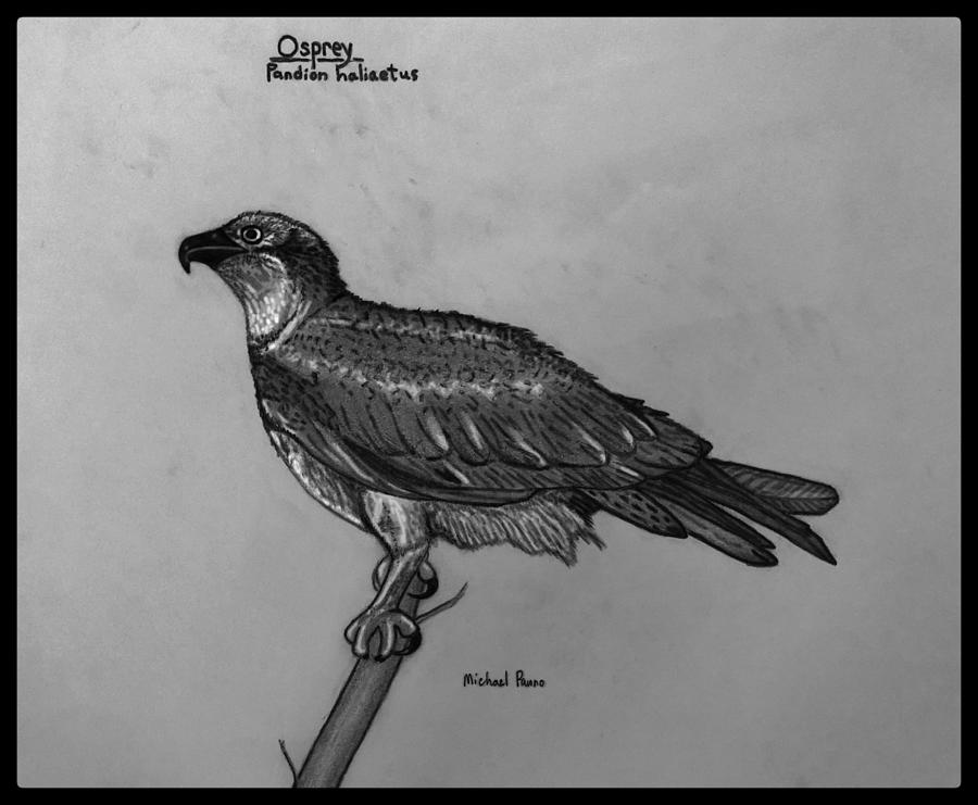 Osprey Id In Pencil W/ Border Drawing