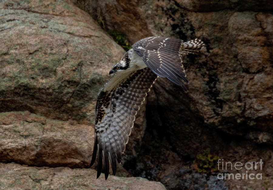 Osprey in a Dive in Eleven Mile Canyon Photograph by Steven Krull