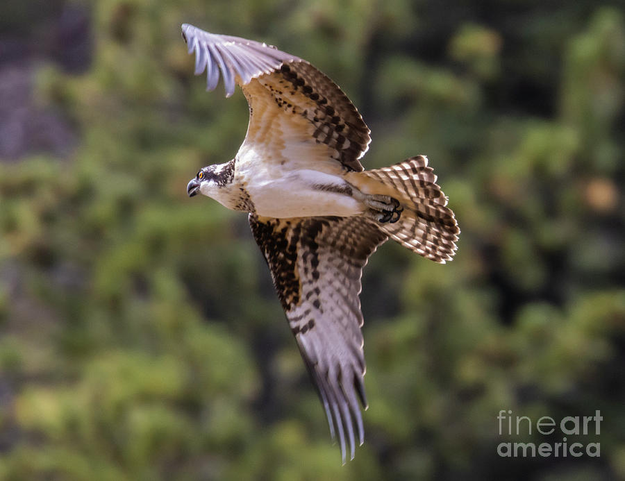 Osprey in a Flight Maneuver Photograph by Steven Krull