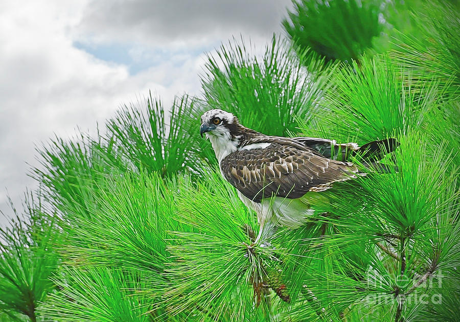 Osprey In A Pine Tree Photograph by Kathy Baccari