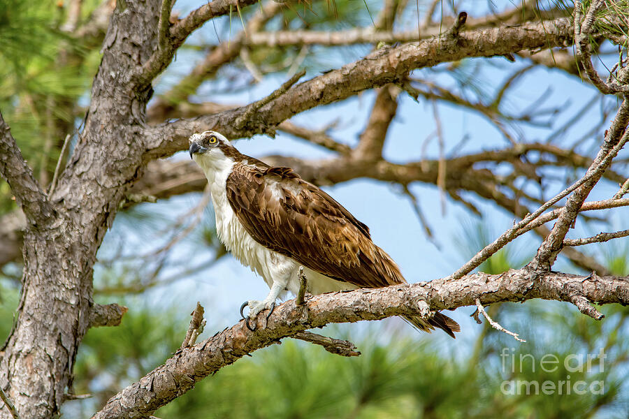 Osprey In A Tree Photograph by Beachtown Views Osprey In A Tree Photograph by Beachtown Views