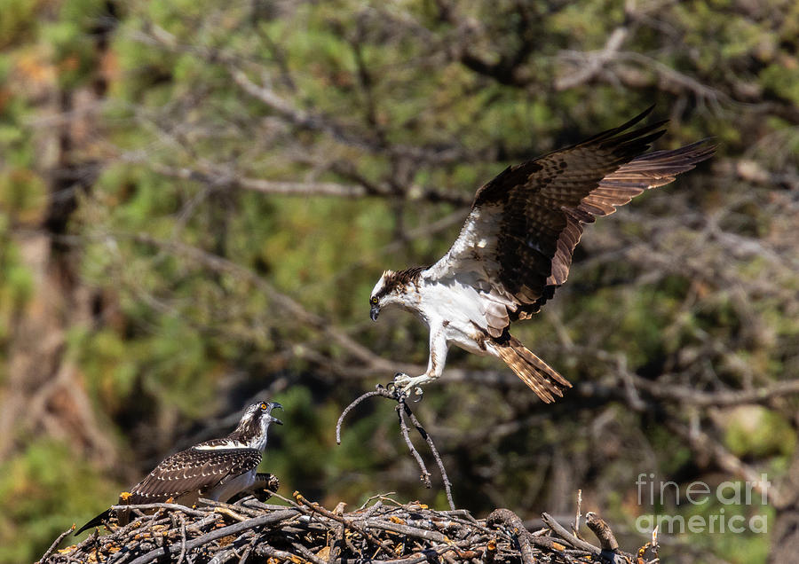 Osprey in Eleven Mile Canyon Colorado Photograph by Steven Krull
