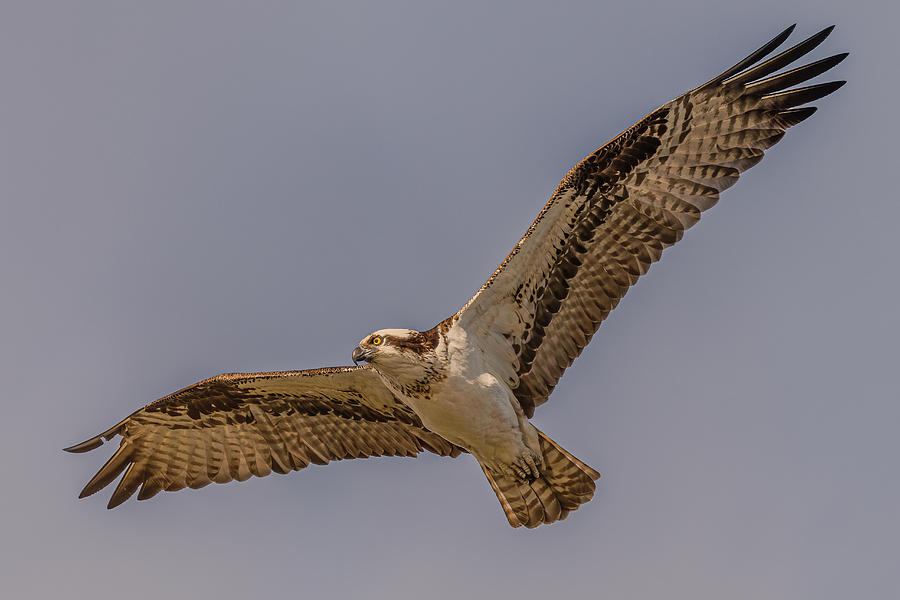 osprey flight