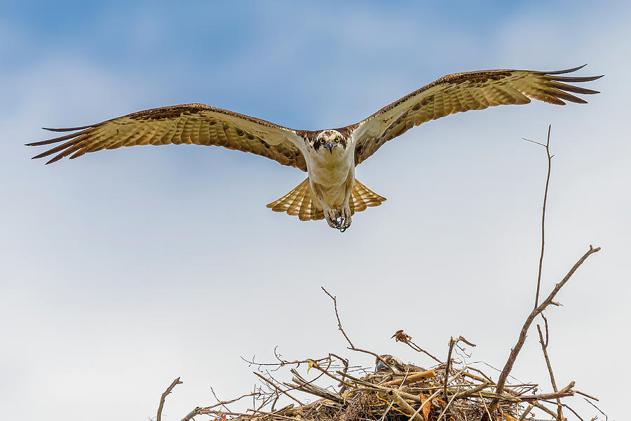 osprey flight