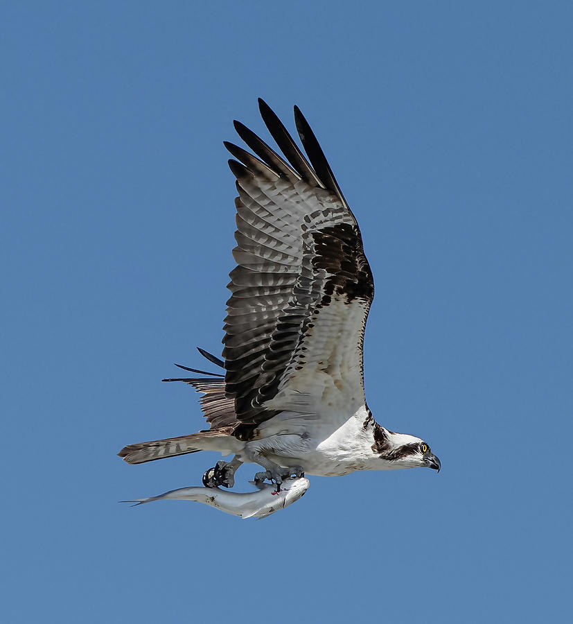 Osprey In Flight Photograph by Angie Mossburg