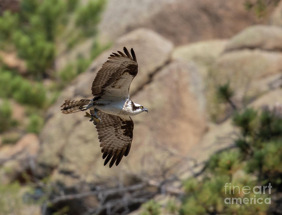Osprey in Flight by Cliff Photograph by Steven Krull