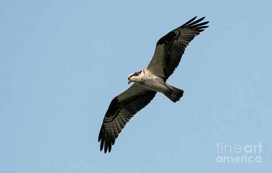Osprey In Flight Photograph by Charline Xia