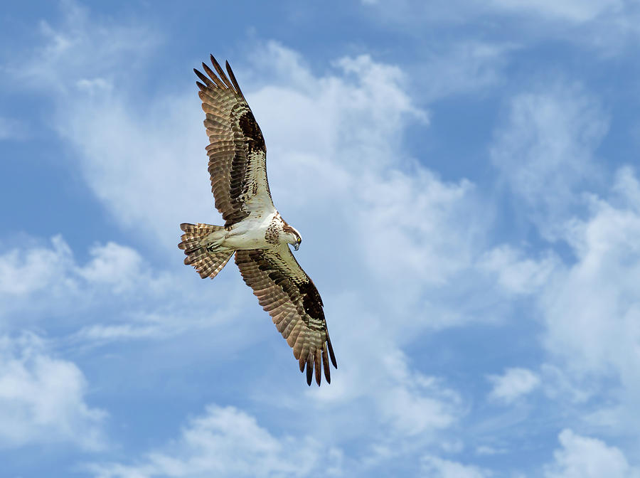 Osprey In Flight Photograph by Dale Kincaid