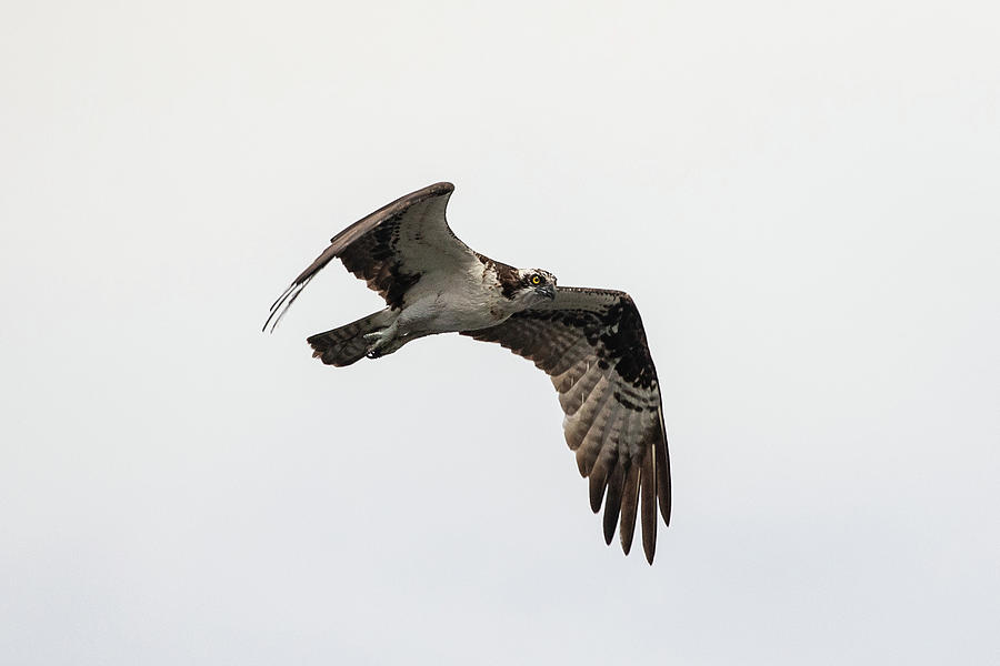 Osprey in Flight Photograph by Denise Kopko