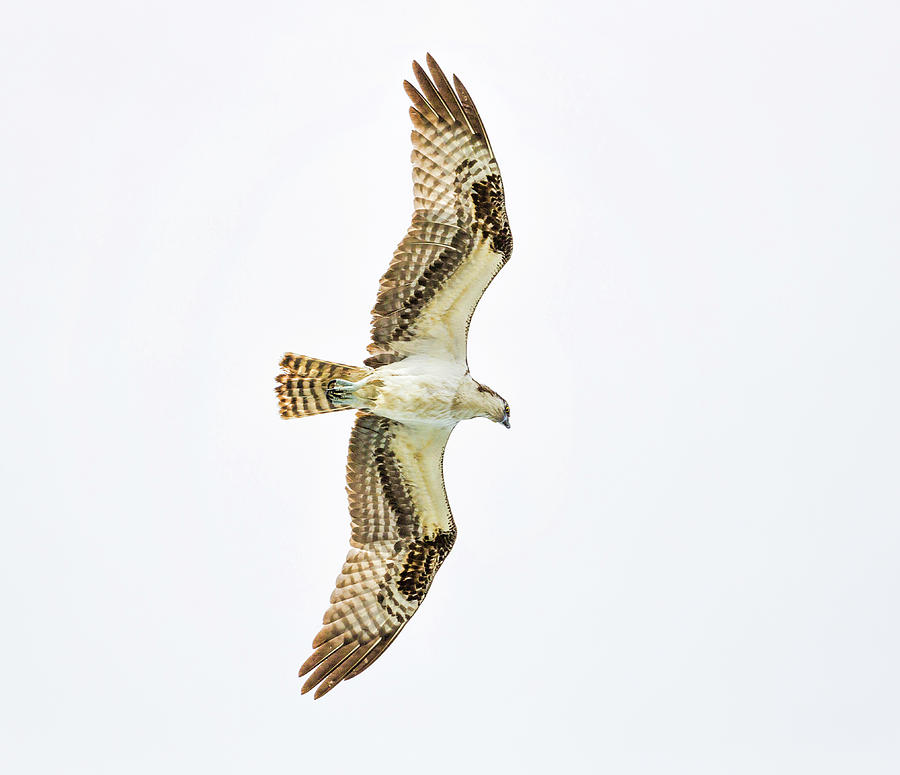 Osprey in Flight Photograph by Fran Gallogly