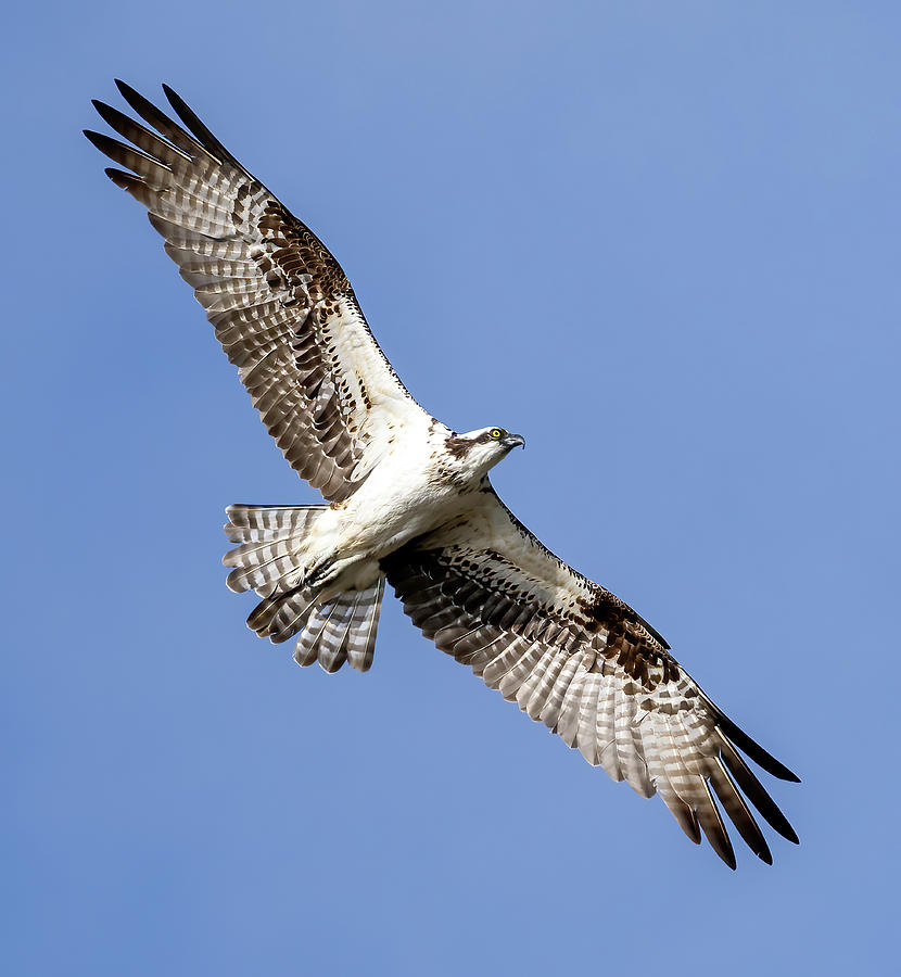 Osprey in flight Photograph by Jaki Miller