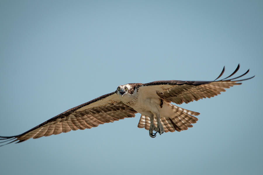 Osprey in Flight Photograph by Kristia Adams