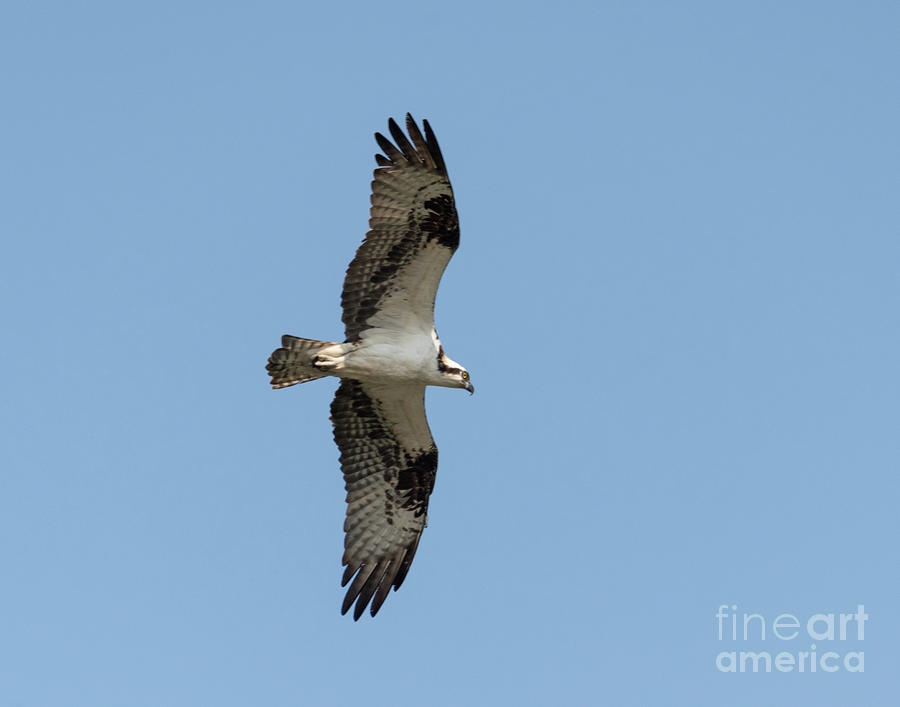 Osprey in Flight Photograph by Lorraine Cosgrove