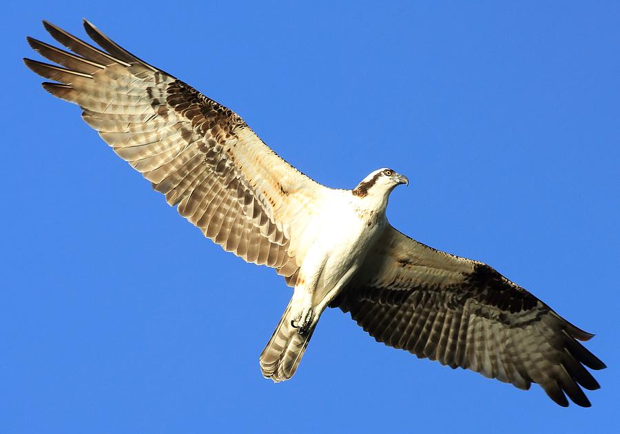 Osprey in Flight Photograph by Mingming Jiang