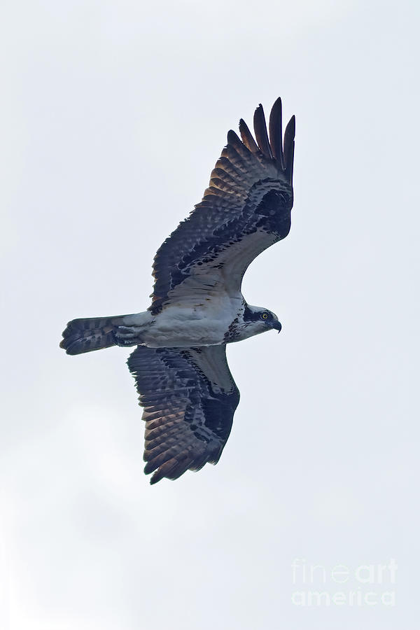 Osprey in Flight Photograph by Natural Focal Point Photography