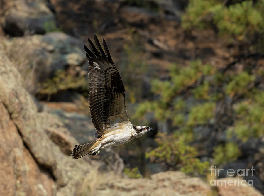 Osprey In Flight Over Cliff Photograph