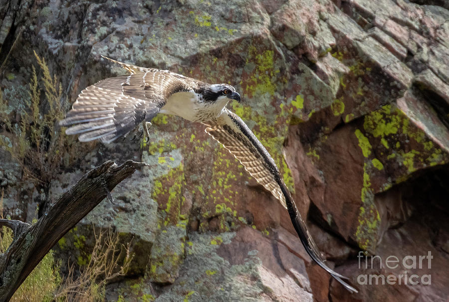 Osprey in Flight Over Waterton Canyon Photograph by Steven Krull