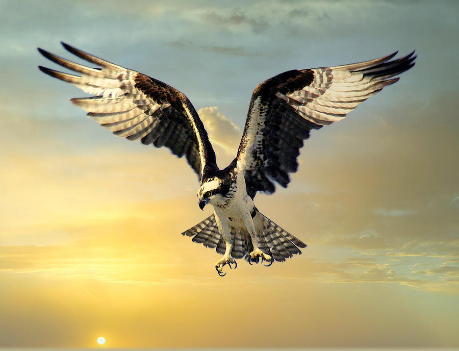 Osprey In Flight Digital Art by Steven Parker