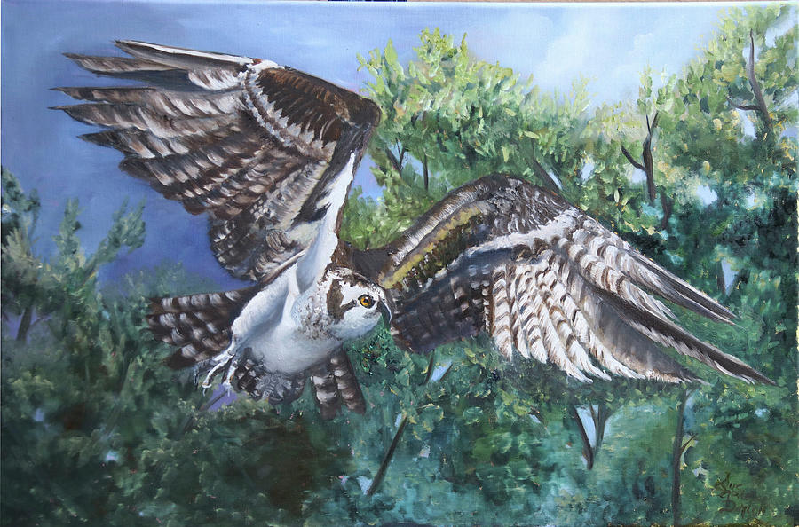 Osprey in Flight Painting by Sue Appleton Dayton
