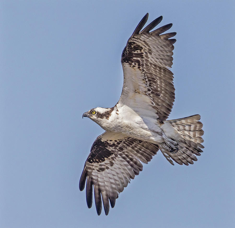 Osprey In Flight Photograph by Susan Candelario