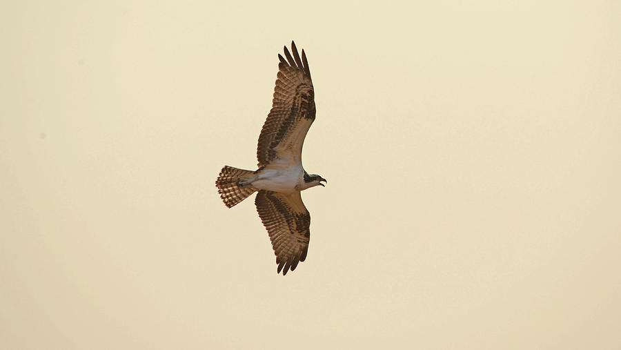 Osprey In Flight Photograph