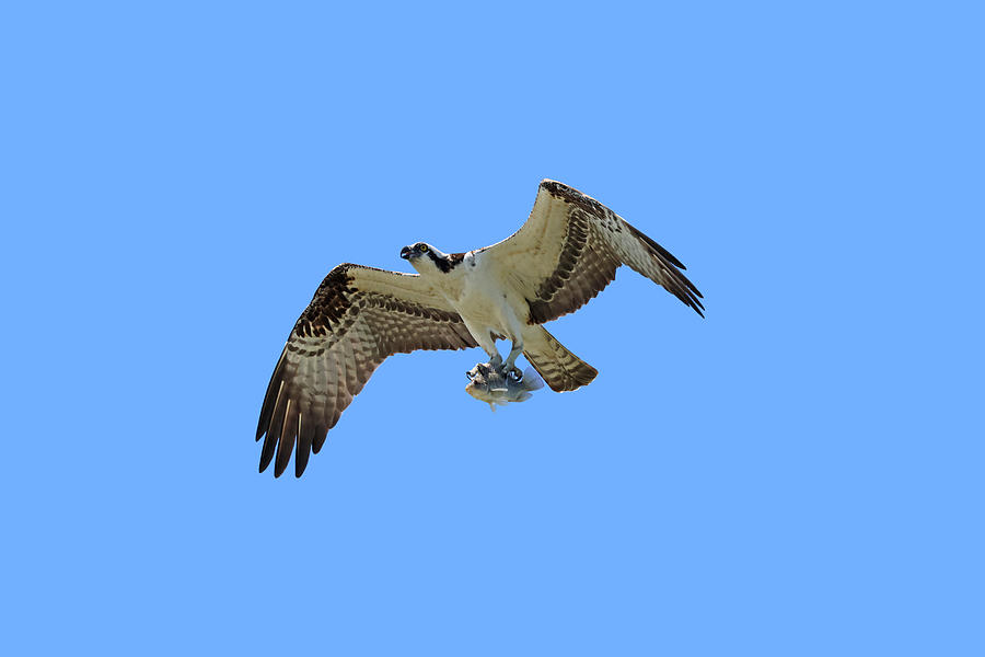 Osprey in Flight with Fish Photograph by Marlin and Laura Hum