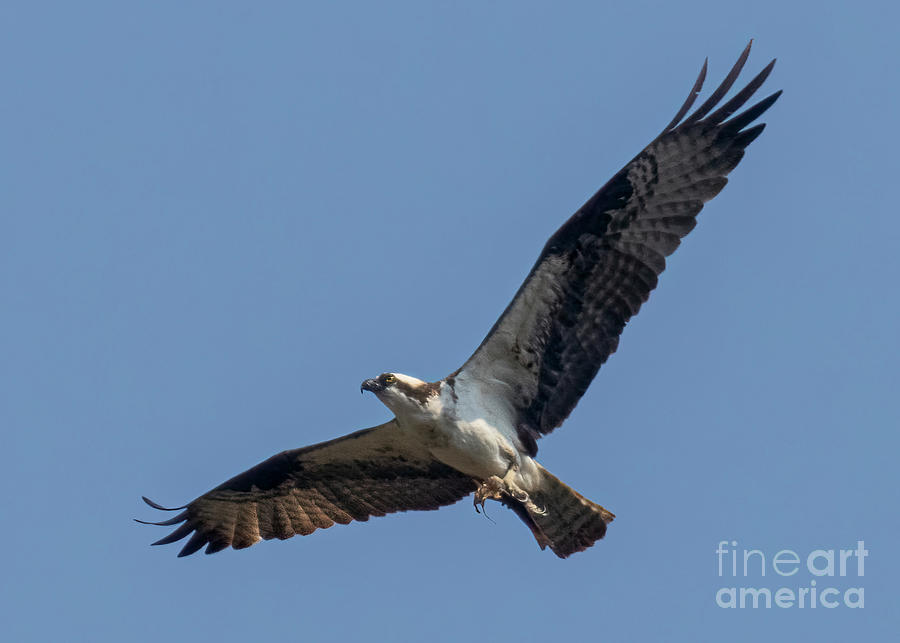 Osprey in Flight with Fish Photograph by Steven Krull