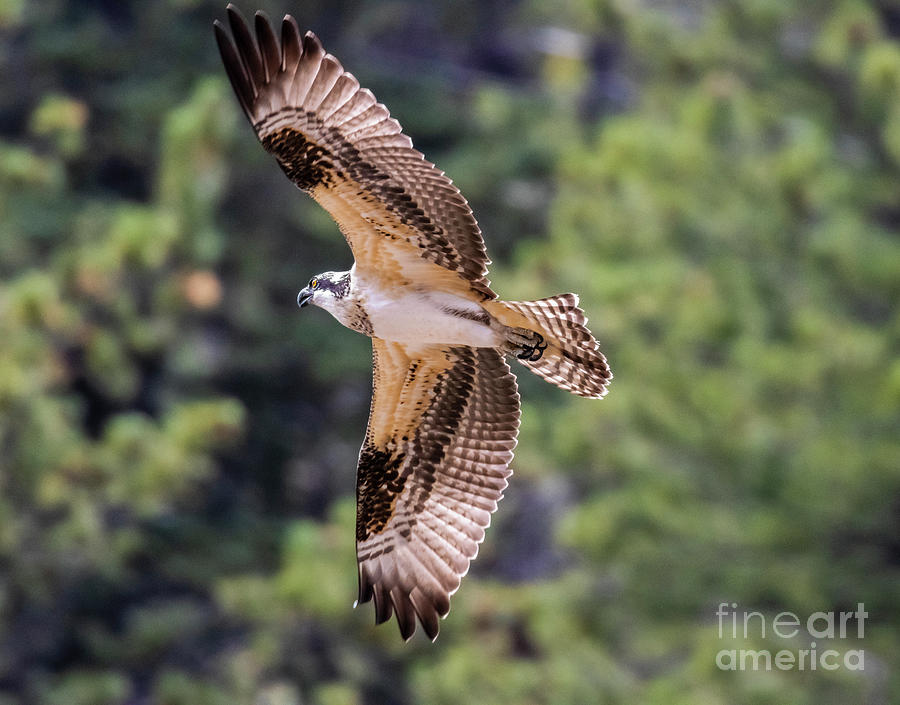 Osprey in Full Flight Photograph by Steven Krull