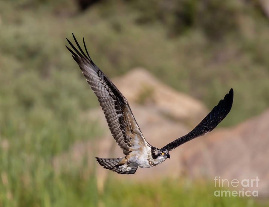 Osprey in Glorious Flight Photograph by Steven Krull