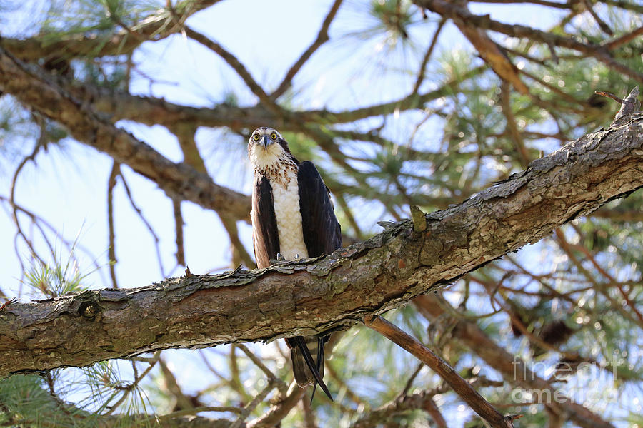Osprey in Pine Tree 1335 Photograph by Jack Schultz
