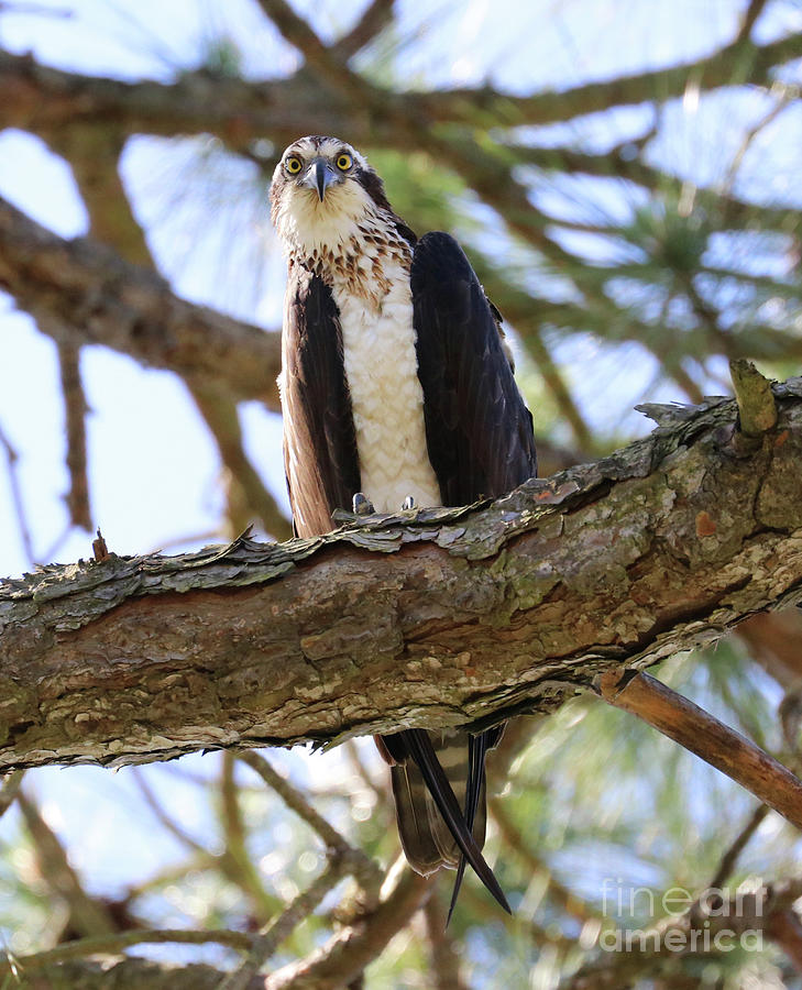 Osprey in Pine Tree 1335crop Photograph by Jack Schultz