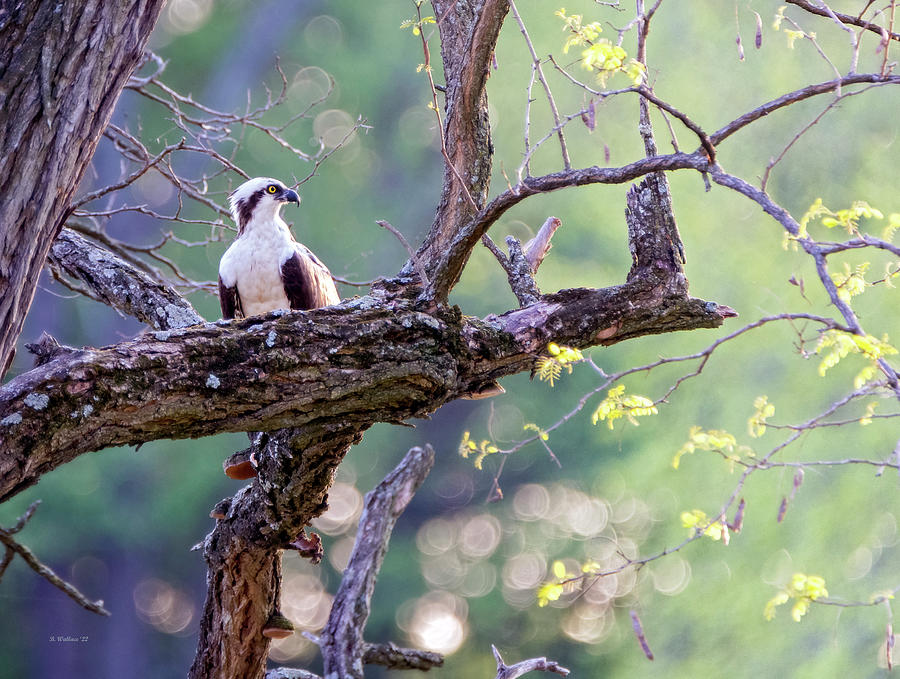 Osprey In Spring Photograph by Brian Wallace