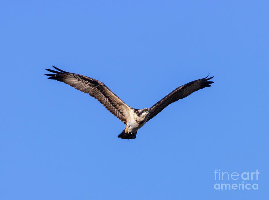 Osprey in the Blue Sky Photograph by Steven Krull
