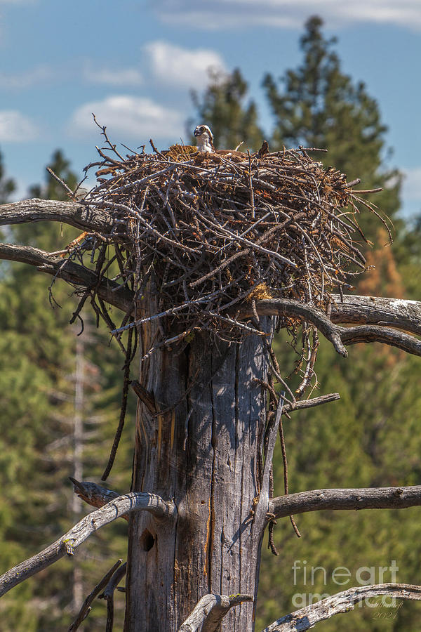Osprey in the Nest Photograph by David Millenheft