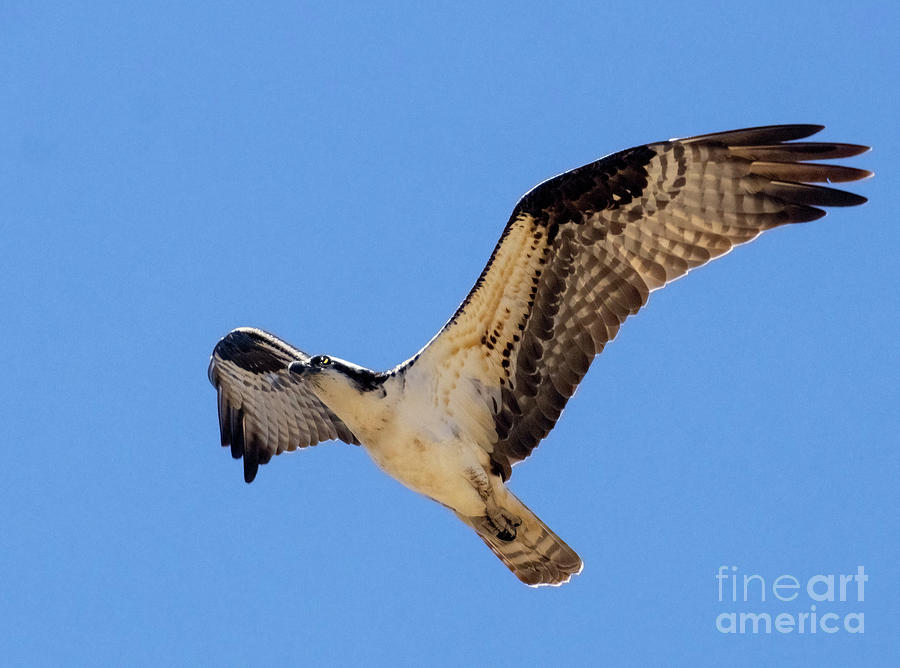 Osprey In The Wild Blue Yonder Photograph
