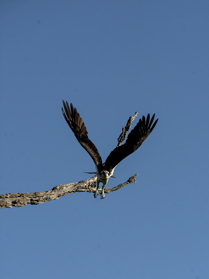 Osprey Inbound  Photograph by Christopher Mercer