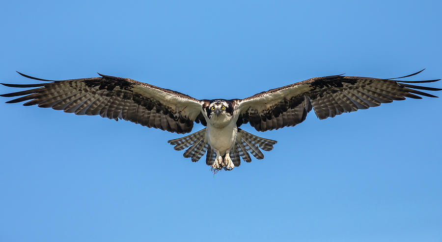 Osprey Incoming Photograph by Kevin McFadden - Pixels