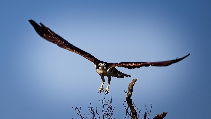 Osprey Incoming Photograph by Ronald Lutz