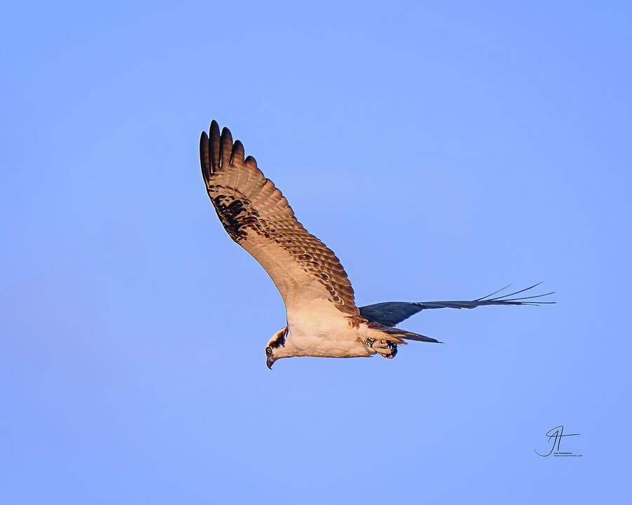 Osprey Photograph - Osprey by Jim Thompson