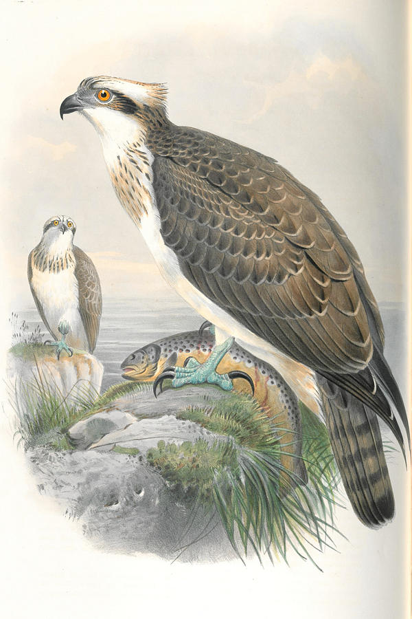 Osprey. John Gould Mixed Media by World Art Collective