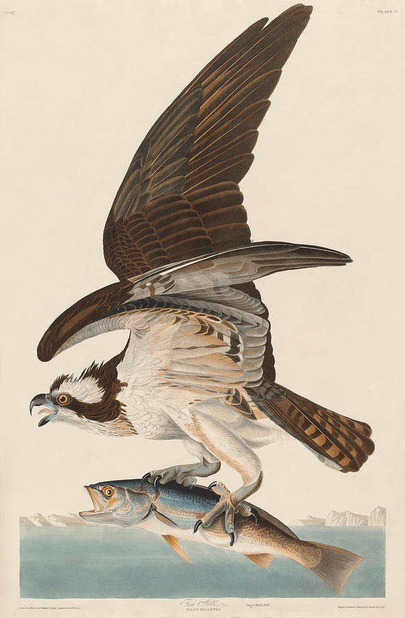Osprey. John James Audubon Mixed Media by World Art Collective