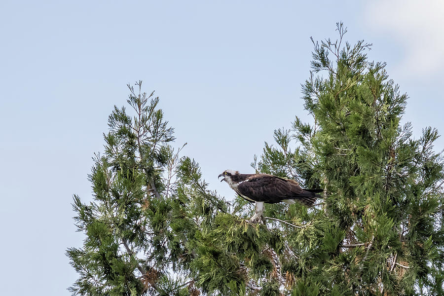 Osprey Photograph - Osprey Just Landed in a Tree by Belinda Greb