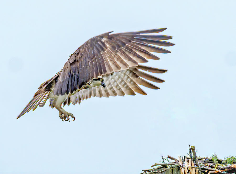 Osprey Landing Photograph by Bill Ray