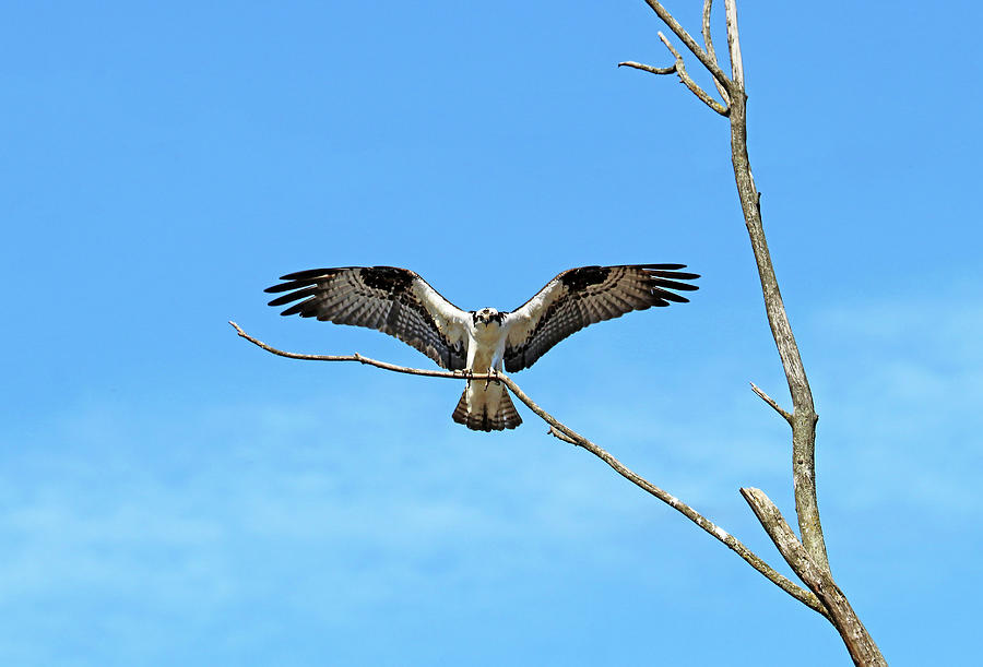 Osprey Landing Photograph by Debbie Oppermann