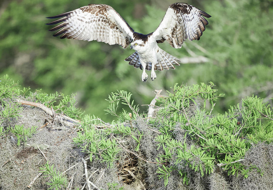 Osprey Landing Photograph by Fran Gallogly