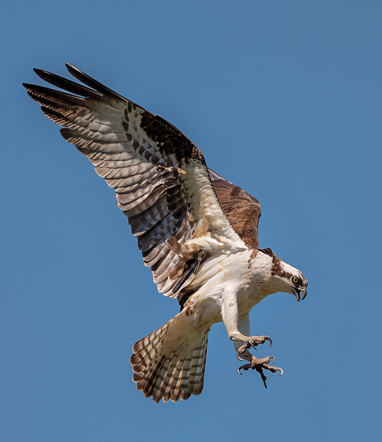 Osprey Landing Photograph by Loree Johnson