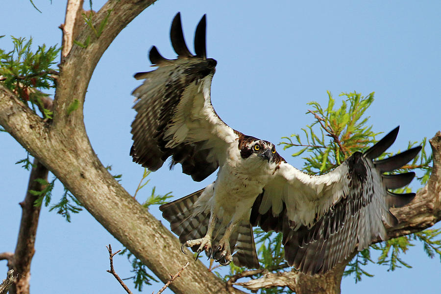 Osprey landing Photograph by MaryJane Sesto - Fine Art America