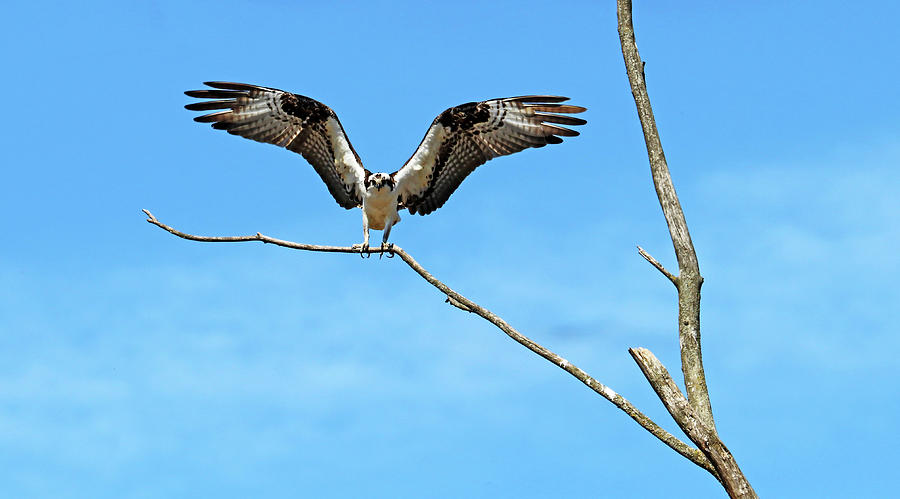 Osprey Landing On Dead Tree Photograph by Debbie Oppermann